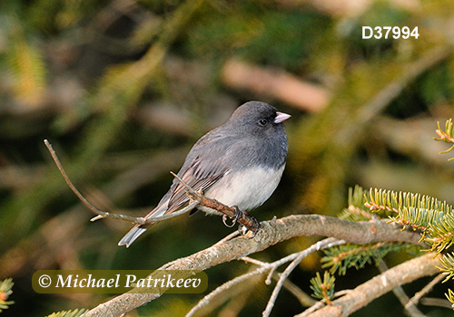 Dark-eyed Junco (Junco hyemalis)